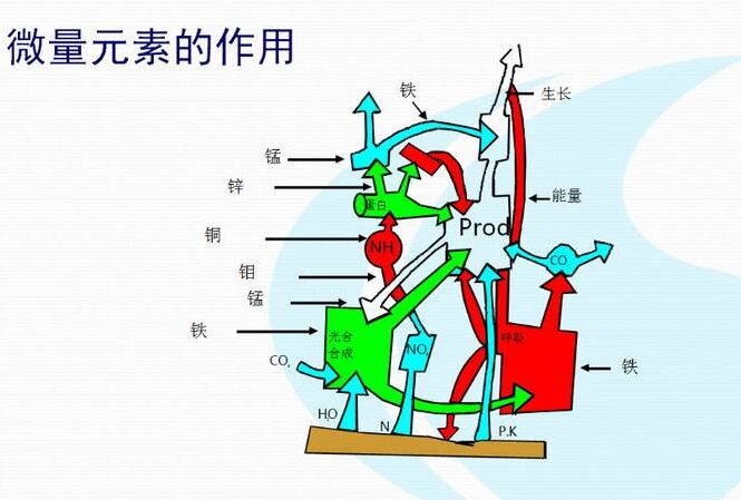 全自動91视频下载污廠家分析體內微量元素的互相作用